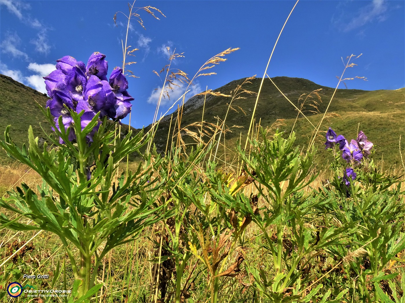 72 Aconitum napellus (Aconito napello) con vista in Zucco degli agnelli.JPG